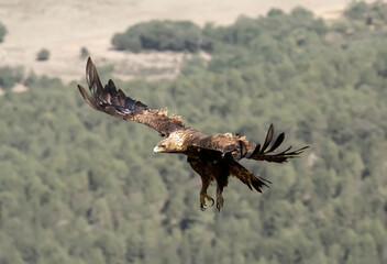golden eagle in flight