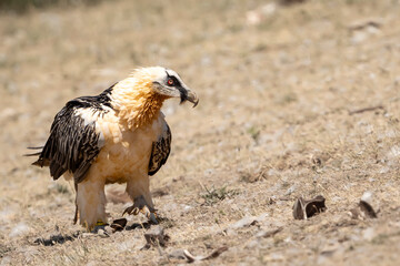 Beared Vulture