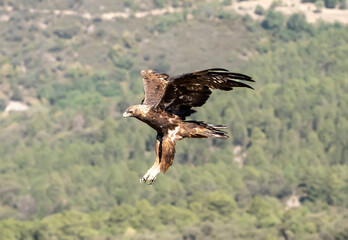 golden eagle in flight