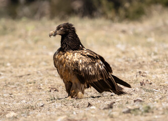 Beared Vulture