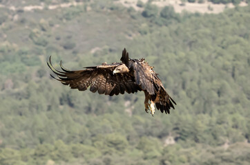golden eagle in flight