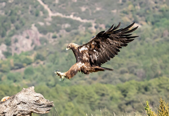 golden eagle in flight
