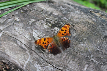 Question mark butterfly on a log at Camp Ground Road Woods in Des Plaines, Illinois