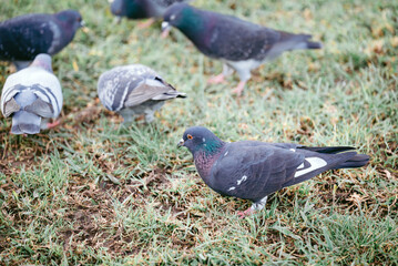 a group of pigeons on the grass