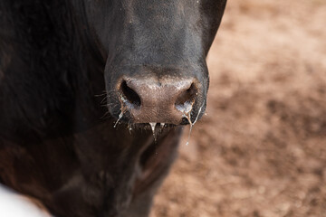 Hocico de toro angus