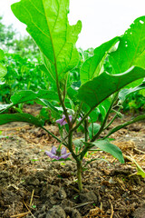 A young eggplant plant with beautiful flowers