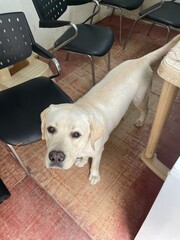 labrador retriever puppy sitting on a chair