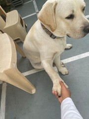 golden retriever puppy, giving paw