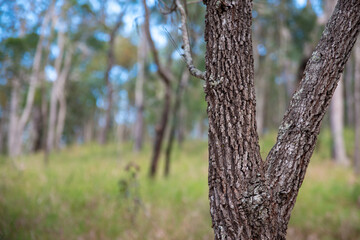 Fototapeta premium Adventure: Woodland Walk near Atherton Town Centre