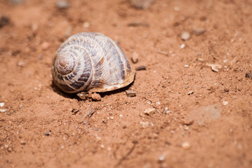 Closed snails on branches and stones close-up in natural colors