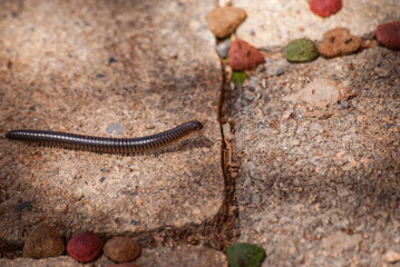 Centipede crawls on stones in the shadows close-up
