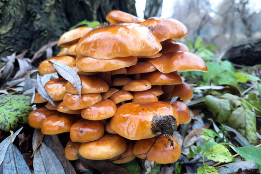 Nameko Funghi growing in wild. Mushroom foraging for cooking, preparation food at home. Autumn landscape