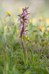 Orchid (Orchis collina). Sassari, Sardinia, Italy