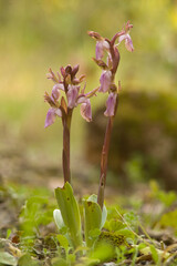 Orchid (Orchis collina). Sassari, Sardinia, Italy