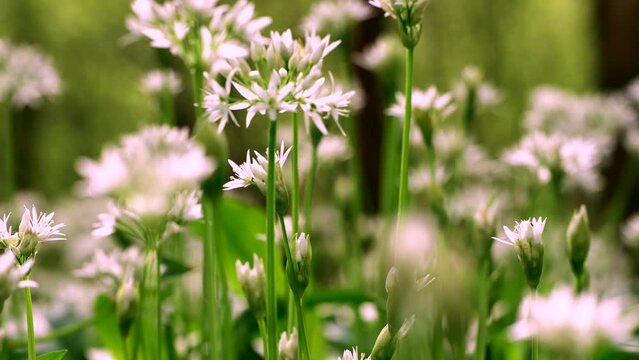 Shallow focus slider shot through wild garlic in a British woodland