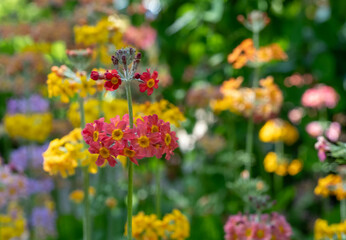 Cluster of colourful candelabra primulas growing beside a stream of flowing water, at Wisley garden, Woking, Surrey UK.