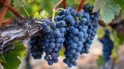 Fototapeta premium Ripe Shiraz grapes clustered together on the vine, symbolizing the beauty of nature's bounty