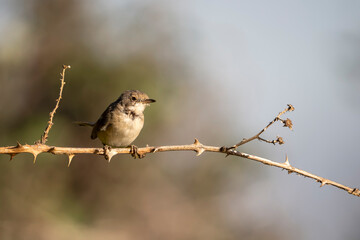 bird on a branch