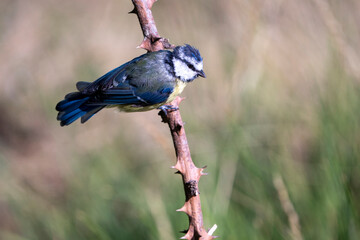 bird on a branch
