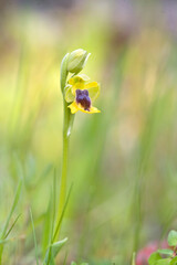 Orchidea, Orchid, Yellow bee Ophrys (Ophrys lutea subsp. lutea) Alghero, Sardinia, Italy
