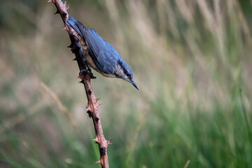 bird on a branch