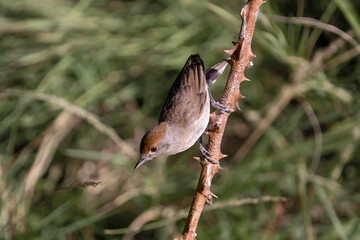 bird on a branch