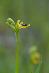 Orchidea, Orchid, Yellow bee Ophrys (Ophrys lutea subsp. lutea) Alghero, Sardinia, Italy