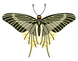 Beautiful butterfly with colorful wings.