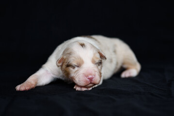 white Australian Shepherd newborn puppie lying and sleeping, closed eyes, black background, petcare concept