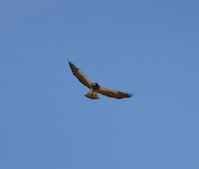 Hawk soaring in a clear blue sky with wings spread wide