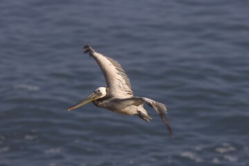 pelican in flight