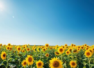 Obraz premium A field of sunflowers under the clear blue sky, creating an inviting and vibrant scene with bright yellow petals against a deep azure background.