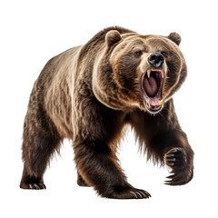 Majestic Grizzly Bear Isolated on Transparent Background. Capture the wild essence of nature with this detailed, powerful image of a grizzly bear.