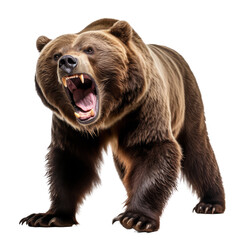 Majestic Grizzly Bear Illustration, Isolated on Transparent Background: Capture the Wild Essence with High-Detail Artistry.