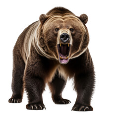 Fototapeta premium Majestic Grizzly Bear Isolated on Transparent Background: Capture the untamed spirit of nature with this powerful, detailed illustration.