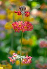 Cluster of colourful candelabra primulas growing beside a stream of flowing water, at Wisley garden, Woking, Surrey UK.