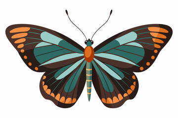 butterfly vector illustration