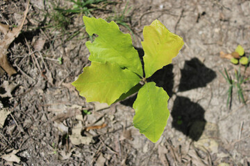 Bur oak tree seedling in sun at Camp Ground Woods in Des Plaines, Illinois in bright sun