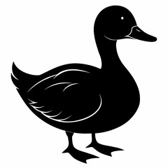 duck isolated on white