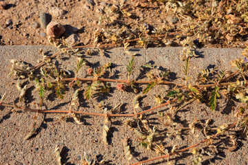 Dangerously sharp and strong spines of woody burns on vines of hardy Tribulus terrestris plant at a verge of pedestrian sidewalk, closeup