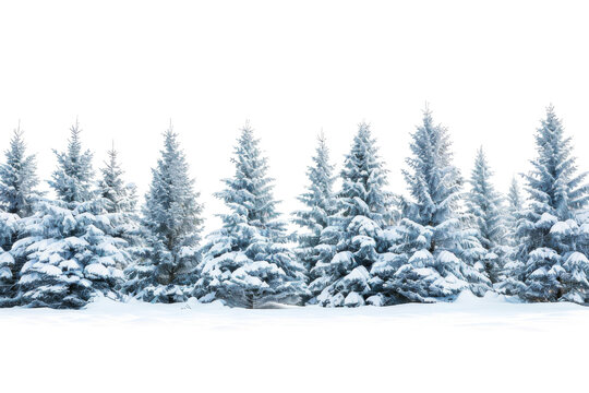 A serene row of snow-covered evergreen trees against a white background, capturing the essence of winter's tranquility and beauty.