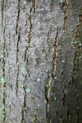Tree trunk as background texture