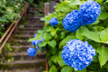 飛鳥山公園の紫陽花