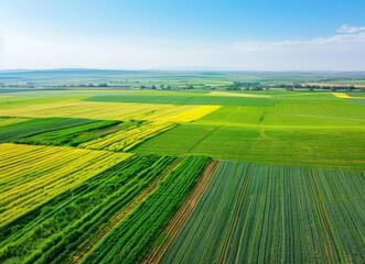 Obraz premium Aerial view of bright green and yellow crop fields, canola plantations in springtime.