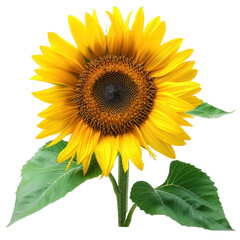 Sunflower isolated on a transparent background