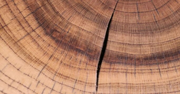 a beautiful cut of a walnut tree processed for decoration and use, a cut of a walnut tree with annual rings