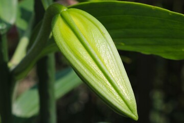 カサブランカのつぼみ　初夏