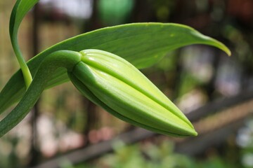 カサブランカのつぼみ　初夏