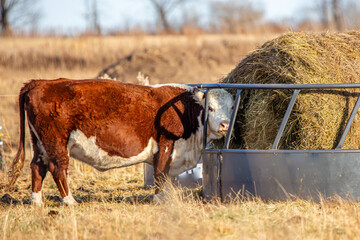 Hereford beef cow eating out of a round bale feeder in November