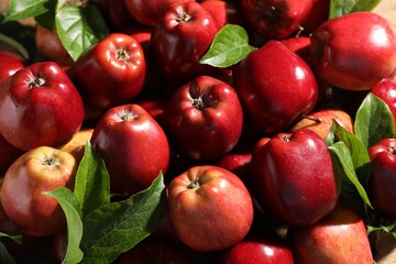 Fresh ripe red apples with leaves as background, closeup